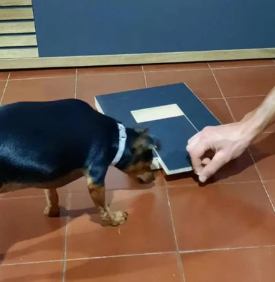 Training your dog to use the scratch board